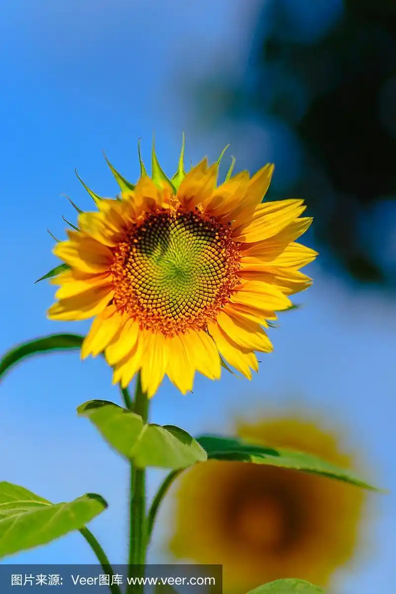 明亮的向日葵花被明亮的早晨阳光照亮在蓝色的天空背景.