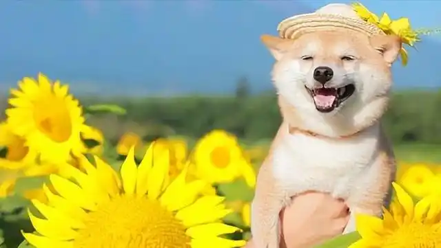 只要你拿一些零食给狗狗吃,狗狗就能够开心一整天,所以主人还是要花一