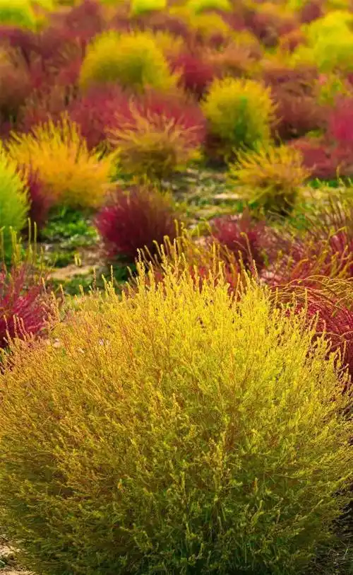 走进网红地肤的前世今生抓住秋天的软萌尾巴