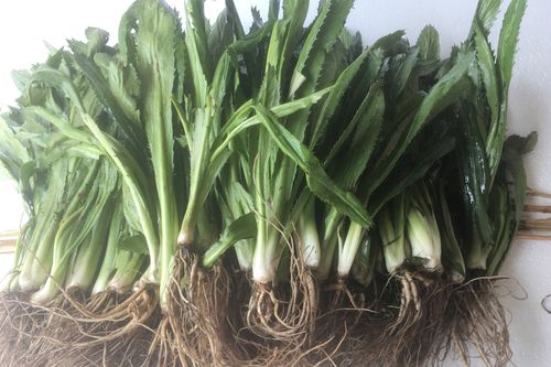 大香菜老缅芫荽新鲜佐料冲菜配料蘸水凉拌撒撇炖煮炒500克新鲜菜