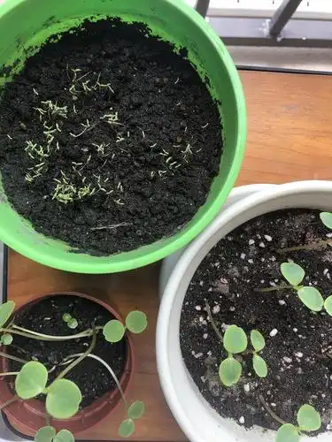 薄荷种子发芽后一直不长真叶ìí