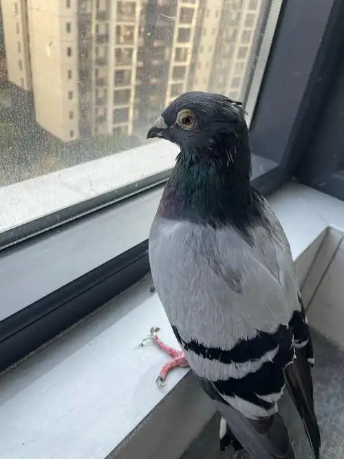 把一只鸽子从小养大是一种什么体验? - 知乎