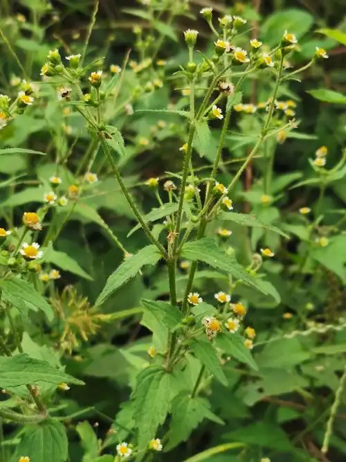 秋风中,菊科植物中的小迷你——牛膝菊
