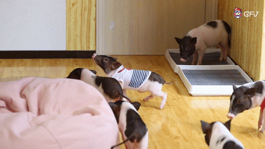 可以撸猪の高空下午茶手感居然有点神奇