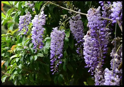 杉林溪赏紫藤白藤