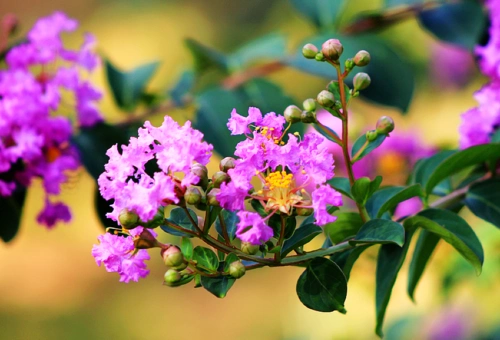 紫薇花图片高清大图!