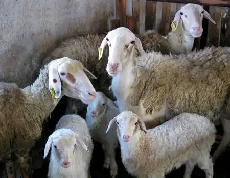 新手养繁殖羊,应该怎么选羊才不会被骗,不会羊财两失