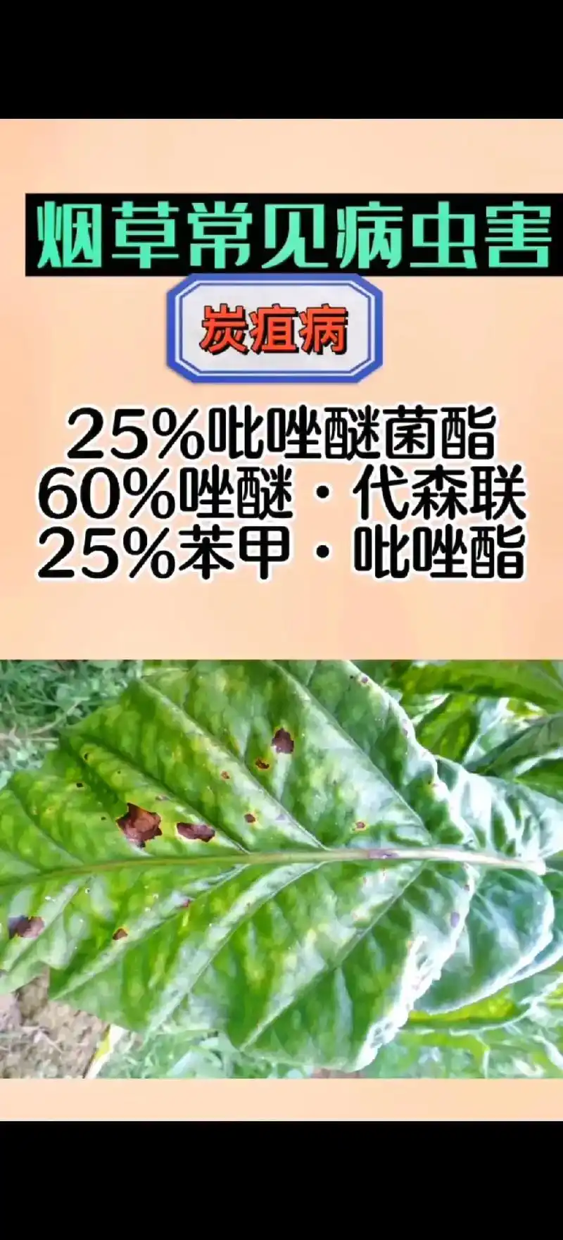 烟草常见病虫害高清图片及解决方案#烟草 #农业种植 #病虫害 - 抖音