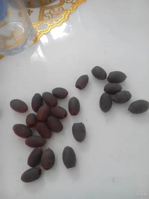 碗莲种子图片(碗莲种子图片大全)