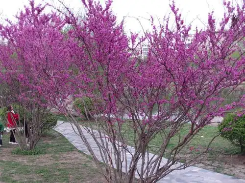 紫荆树图片