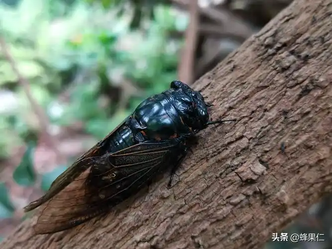 金蝉怎么养殖最好(金蝉养殖技术大全:做好以下四点就够了,你知道是