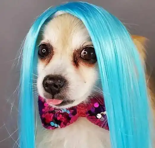 搞笑gif段子:就问你,这头发亮不亮,就这发型羡慕死多少妹子