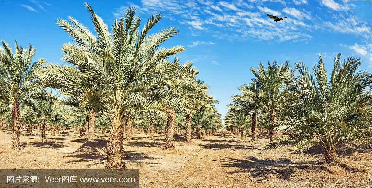种植园,全景,椰枣树,树干,天空