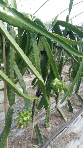 由于夏季雨水较多,所以采摘园采用大棚栽种因此,在生长的过程中火龙果