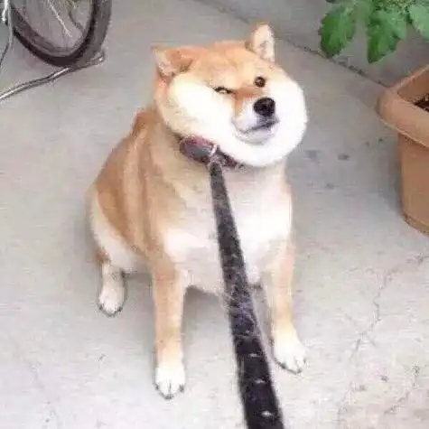 情侣头像不是人的情头妹子牵狗的一对情头