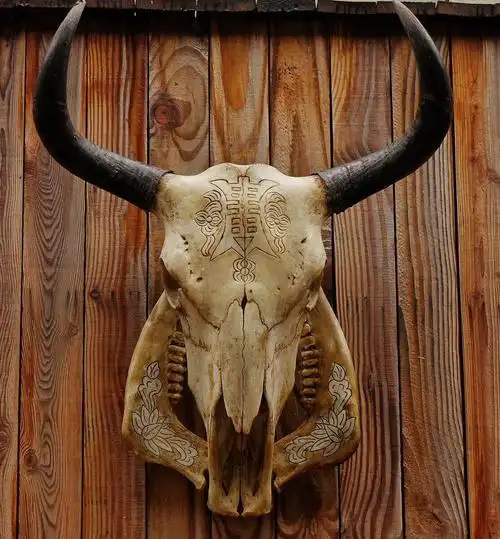 羊头骨 - hugo洪 - 图虫