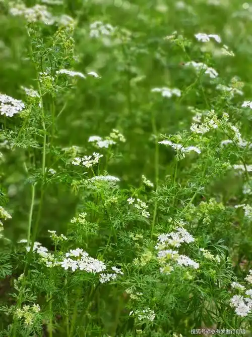 香菜开花竟然这么美清新迷人还带着淡淡的清香