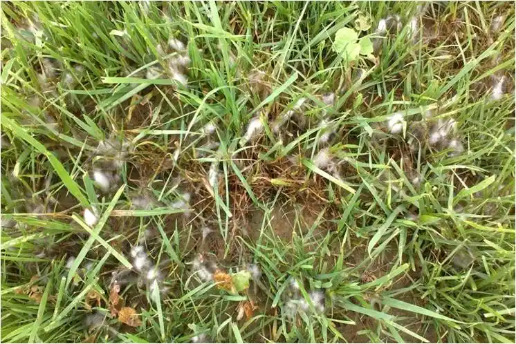 草坪夏季易生病看这里