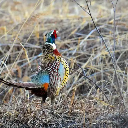 野鸡王七彩山鸡孔雀蓝公母白脖环颈雉土柴肉鸡冷鲜或活体一只包邮