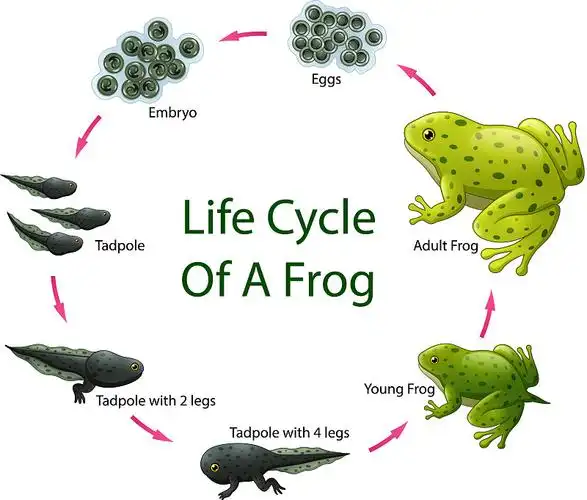 青蛙的生命周期