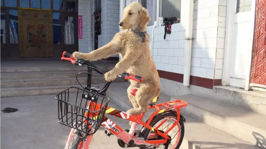 农村小伙教金毛骑自行车,狗狗好聪明,一会就会骑车转圈了