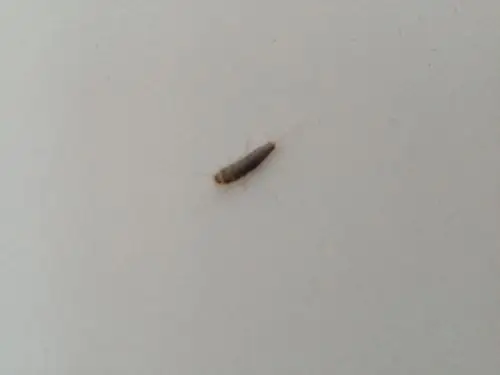 这是什么虫,不到一厘米,这是放大图.