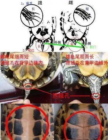 巴西龟怎么分公母,幼小巴西龟怎么分公母