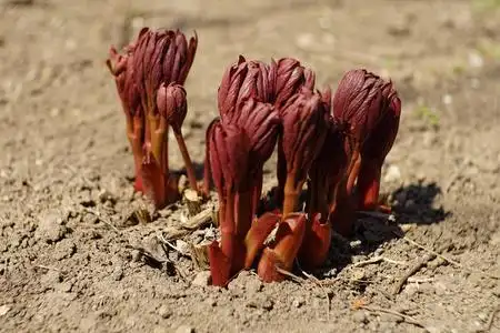 松叶牡丹种子图片