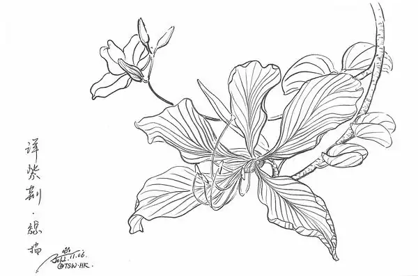 画今天自己拍的那张洋紫荆.唔.不想涂颜色,就画个线描拉倒吧