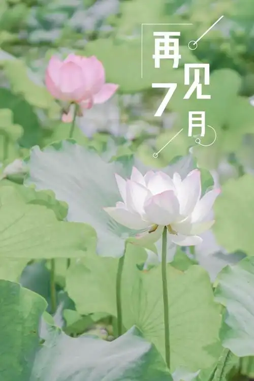 七月再见荷花配图,图片大全,高清,图库-回车桌面