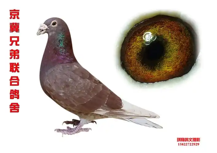 西翁老雄(已售)_京冀兄弟联合鸽舍-中信网爱鸽商城