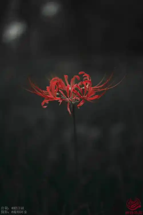 汉服写真第43期彼岸花花开一千年花落一千年总共两千年