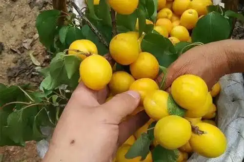 晚熟杏树苗-杏树苗好坏-杏树苗嫁接