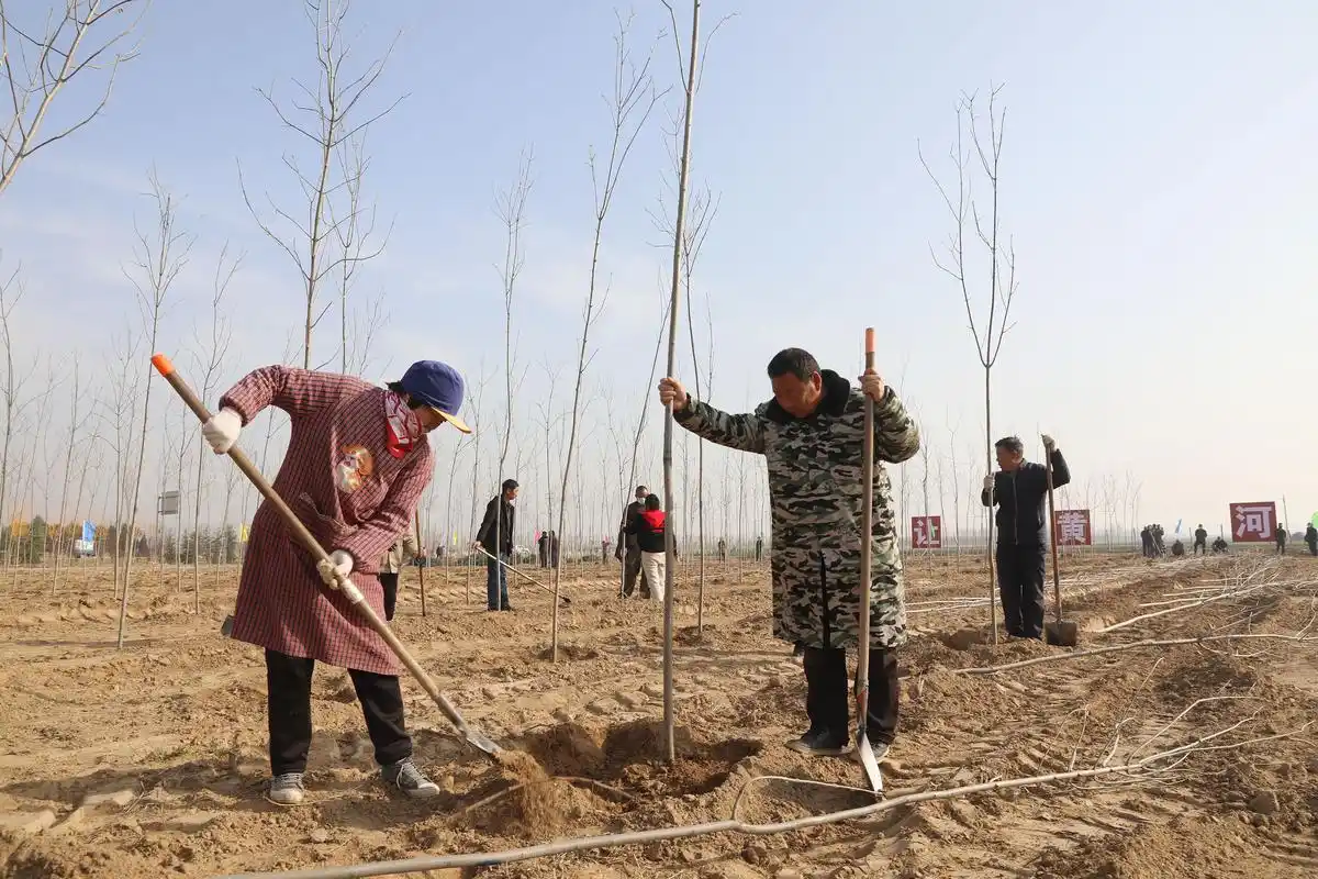 河南温县植树造林保护母亲河