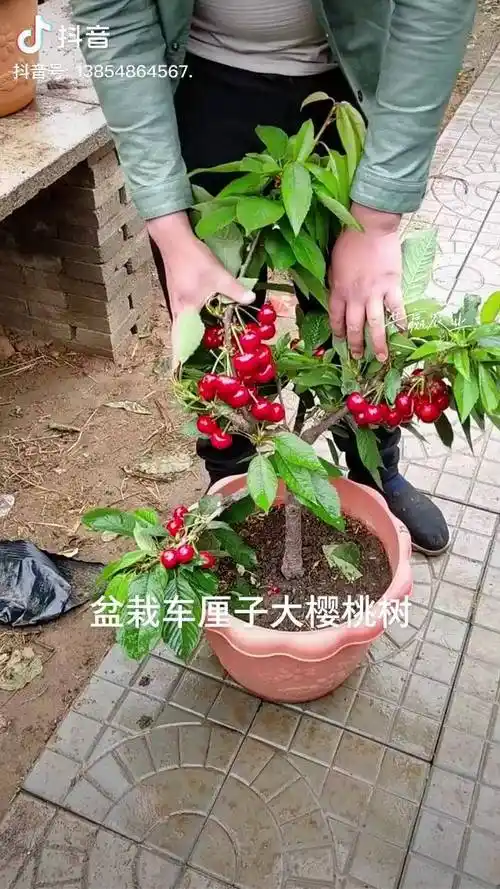 盆栽车厘子大樱桃树樱桃树苗