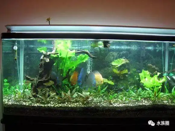 那些年我迷过的七彩神仙造景缸!