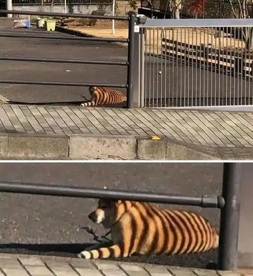 一群恐龙排队过马路这些错觉照片让很多人第一眼都看错了