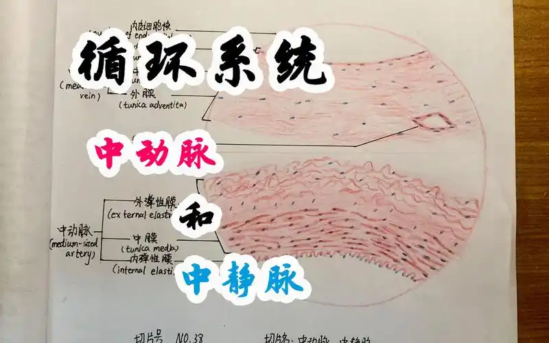 活动  【医学生日常02】循环系统-中动脉与中静脉切片观测彩铅手绘