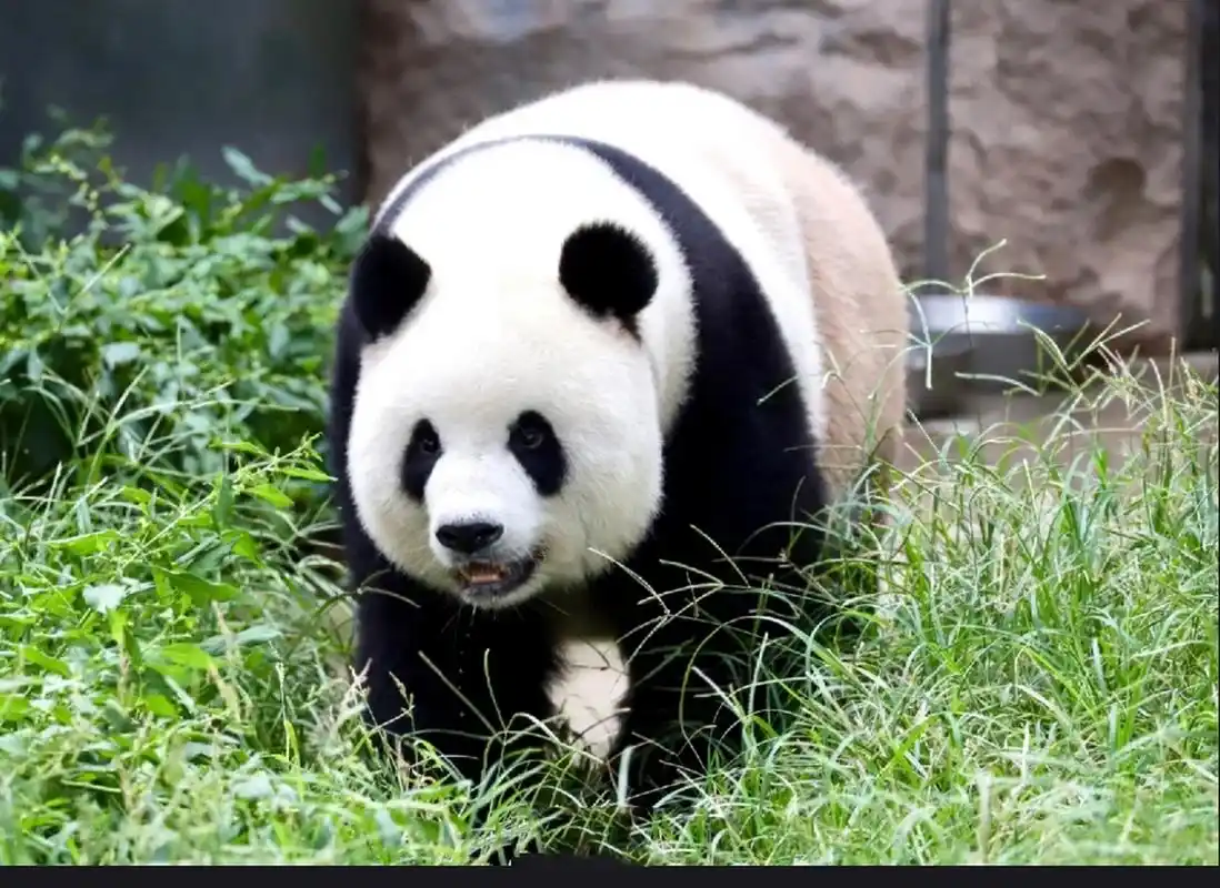 南思嘉北二胖 图123是思嘉 思嘉,雌性大熊猫,谱系号634.2006年8月12日