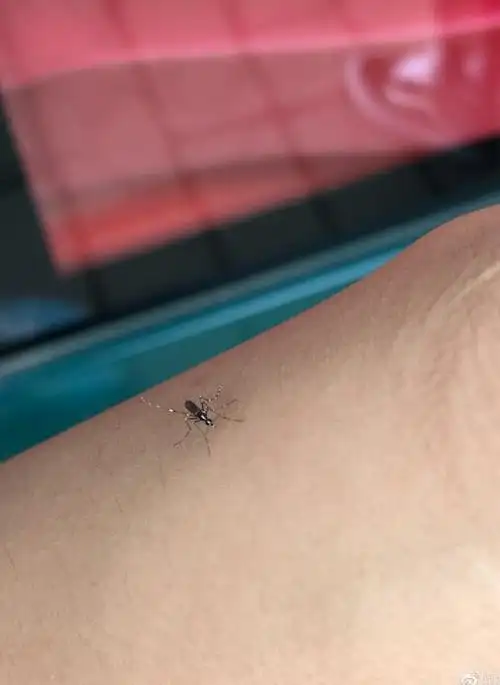 被白纹伊蚊咬了是怎么样的图片 它的幼虫是什么样的