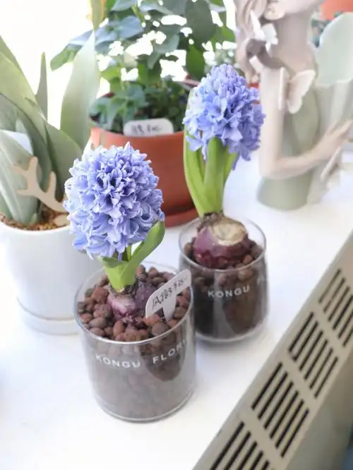 土培的风信子开花啦