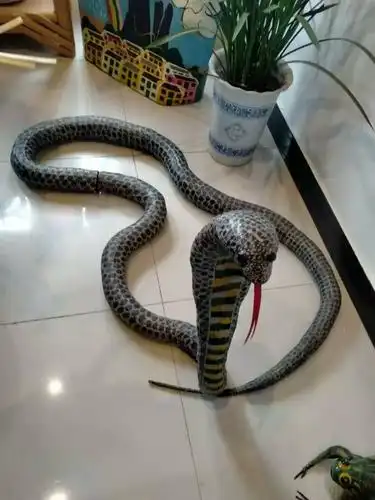 看到这只蛇了吗?