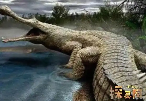 帝鳄vs恐鳄谁厉害疑似恐鳄杀伤力更强证据不足