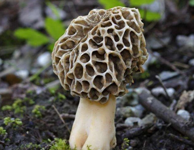 带大家了解一下菌类的分类学,看完涨知识了