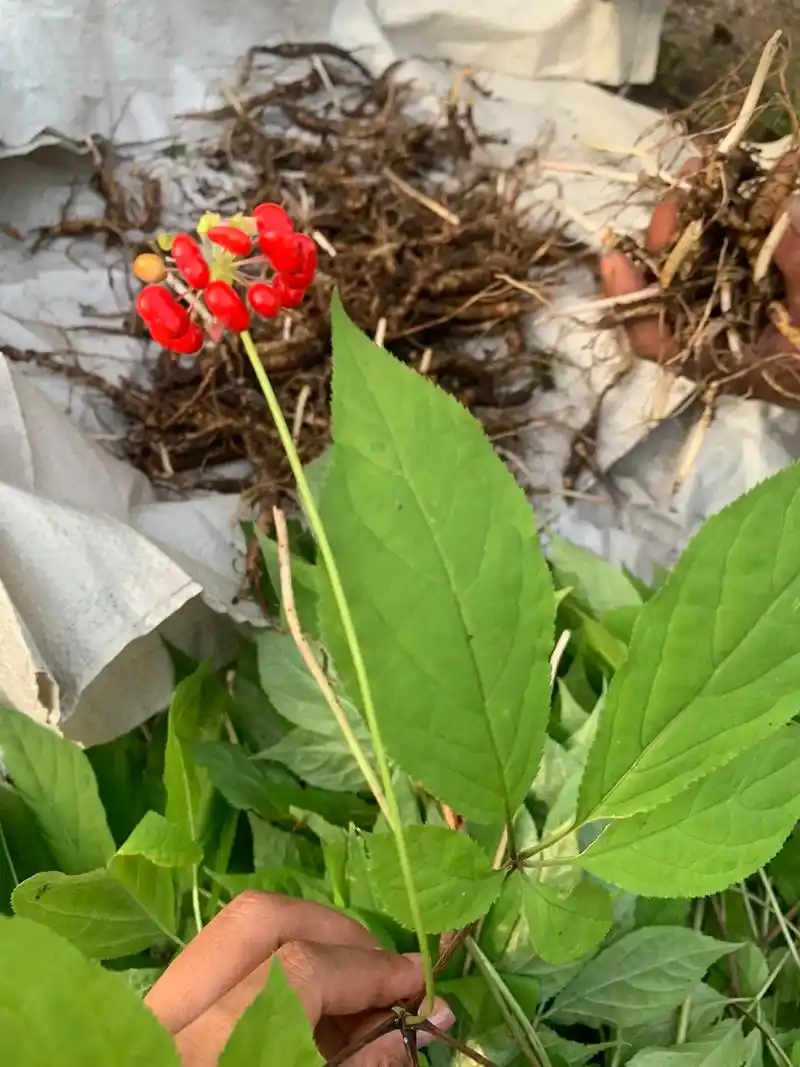 野生人参开花你见过吗?猜猜这是多少年的人参#人参 #大自然的 - 抖音