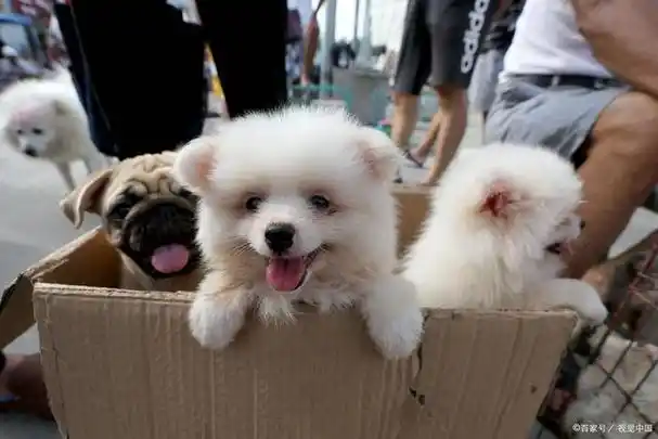 田园犬和博美串串哪个好养