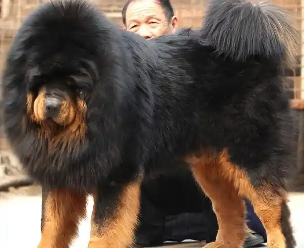 纯种藏獒现在多少钱一只纯种藏獒的最新价格行情及辨别方法