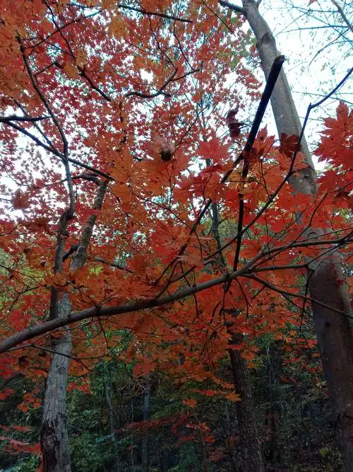 关门山枫叶