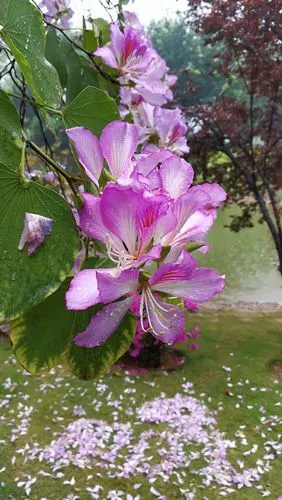 在柳州可以看一场美丽紫荆花盛宴
