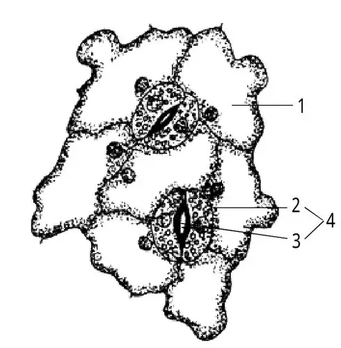 (2)观察:在显微镜下观察可见在叶下表皮中存在两种形态的细胞,一为